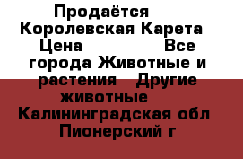 Продаётся!     Королевская Карета › Цена ­ 300 000 - Все города Животные и растения » Другие животные   . Калининградская обл.,Пионерский г.